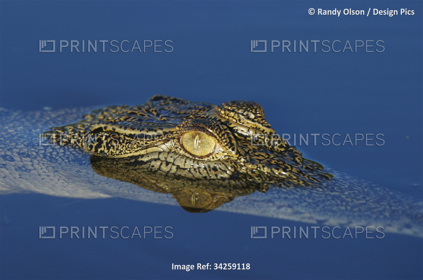Crocodile head and eye on the water's surface in Kakadu National Park; Northern ...