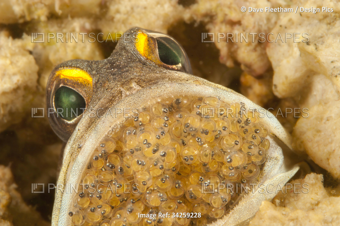 Male Gold-specs jawfish (Opistognathus randalli) with mouth brooding eggs, also ...