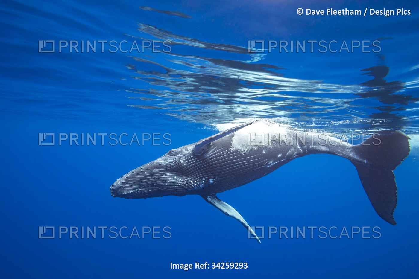 Humpback Whale (Megaptera novaeangliae) underwater; Hawaii, United States of ...