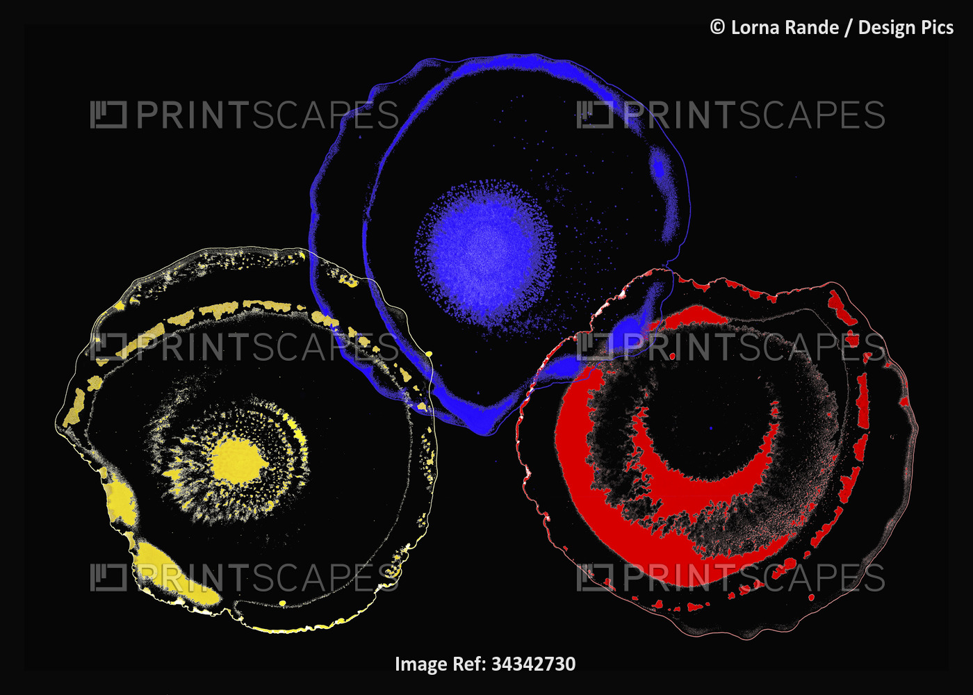 Ink blot creations in red, blue and yellow on a black background; Artwork