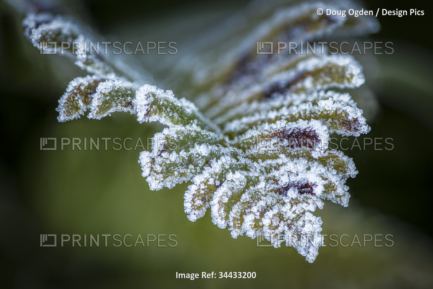 Ice crystals formed on the tip of a Sword Fern; Olympia, Washington, United ...