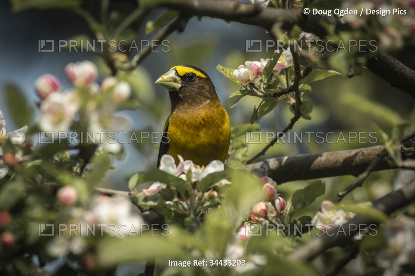 Male Evening Grosbeak (Hesperiphona vespertina) perched among apple blossoms; ...