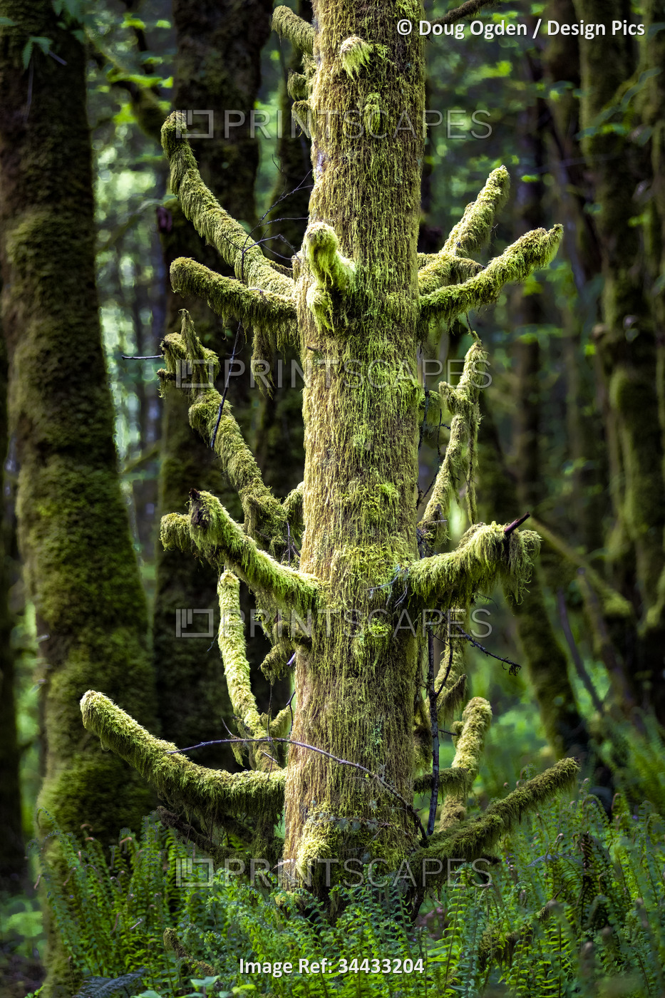 Moss growing on and hanging from an old fir tree stump in the wet Pacific ...