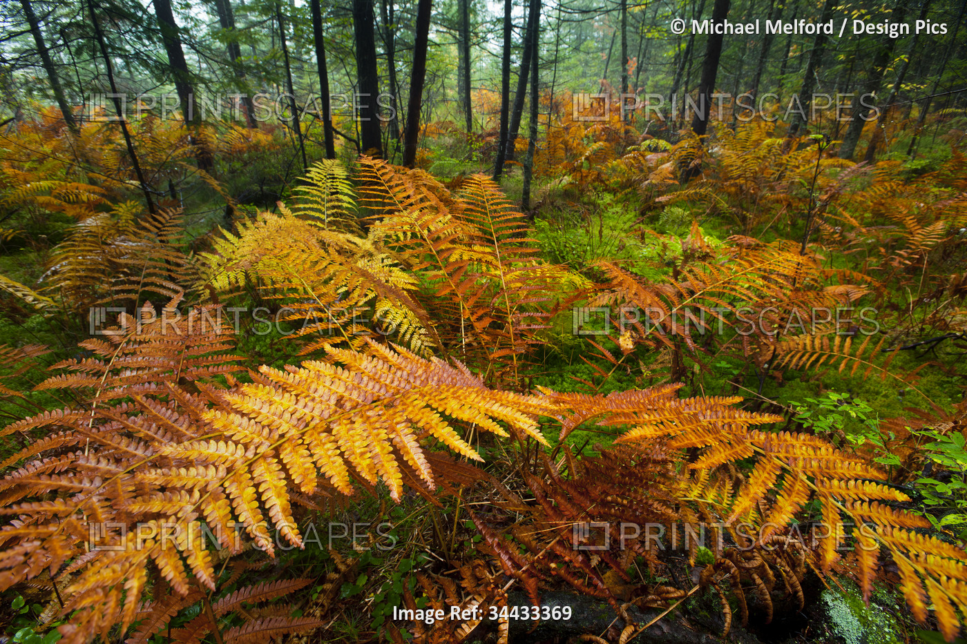 Autumn colours emerge in a woodland stand of fern plants (Osmunda regalis), ...