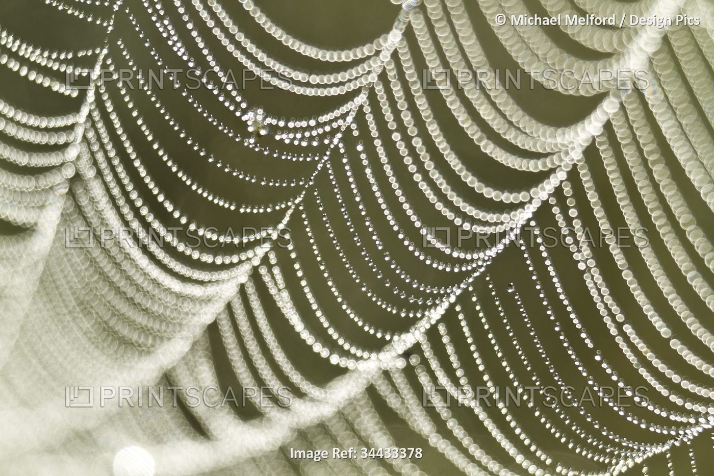 Beauty of morning dew drops on a spider web; New York, United States of America