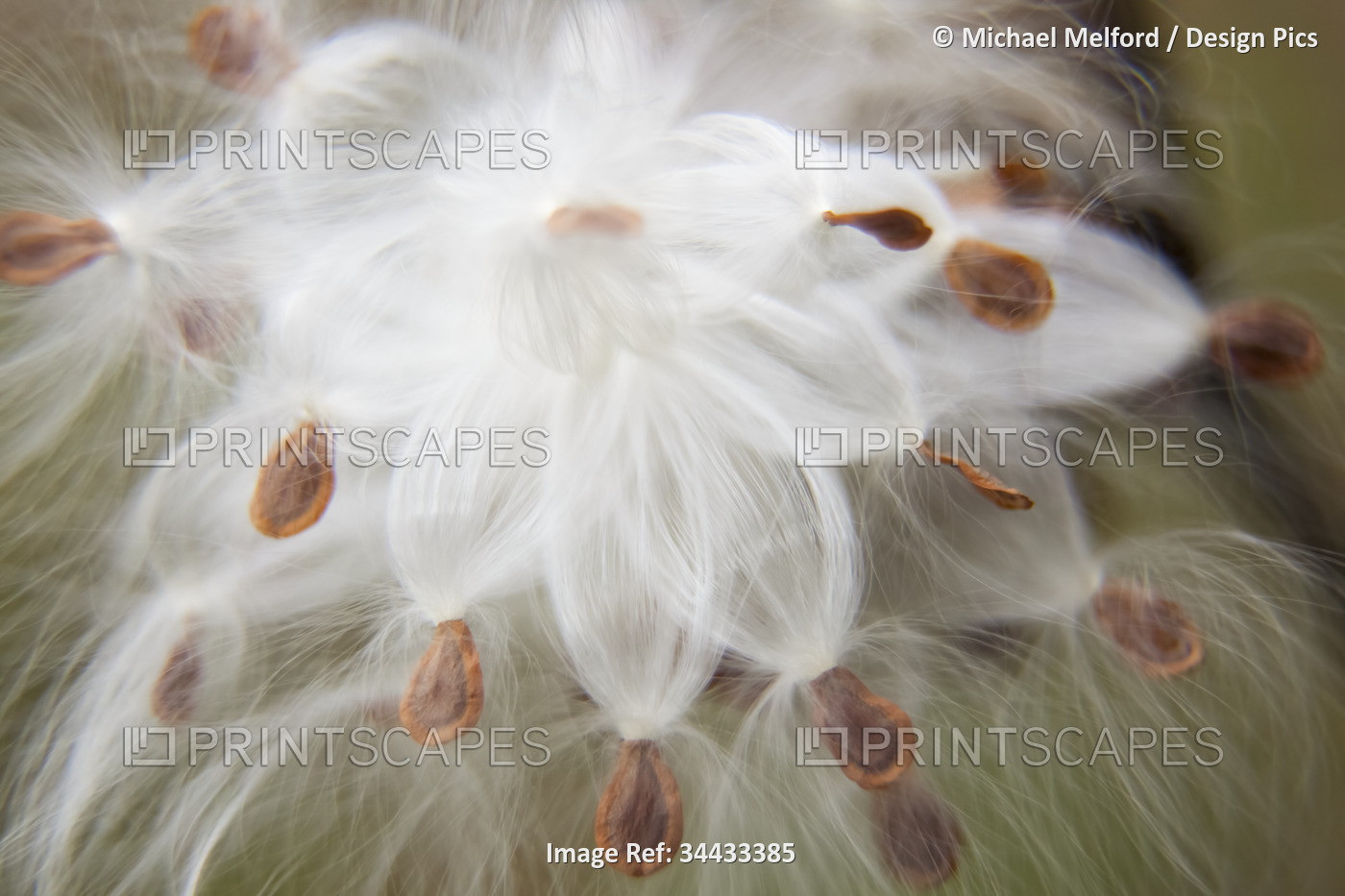 Milkweed (Asclepias) seeds leaving their pod; New York, United States of America