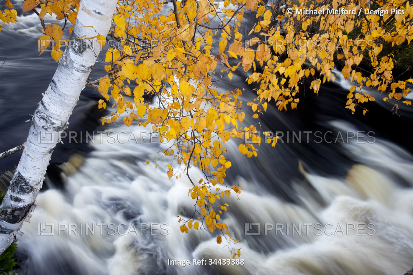 White birch tree (Betula papyrifera) hanging over rushing water at an outlet of ...