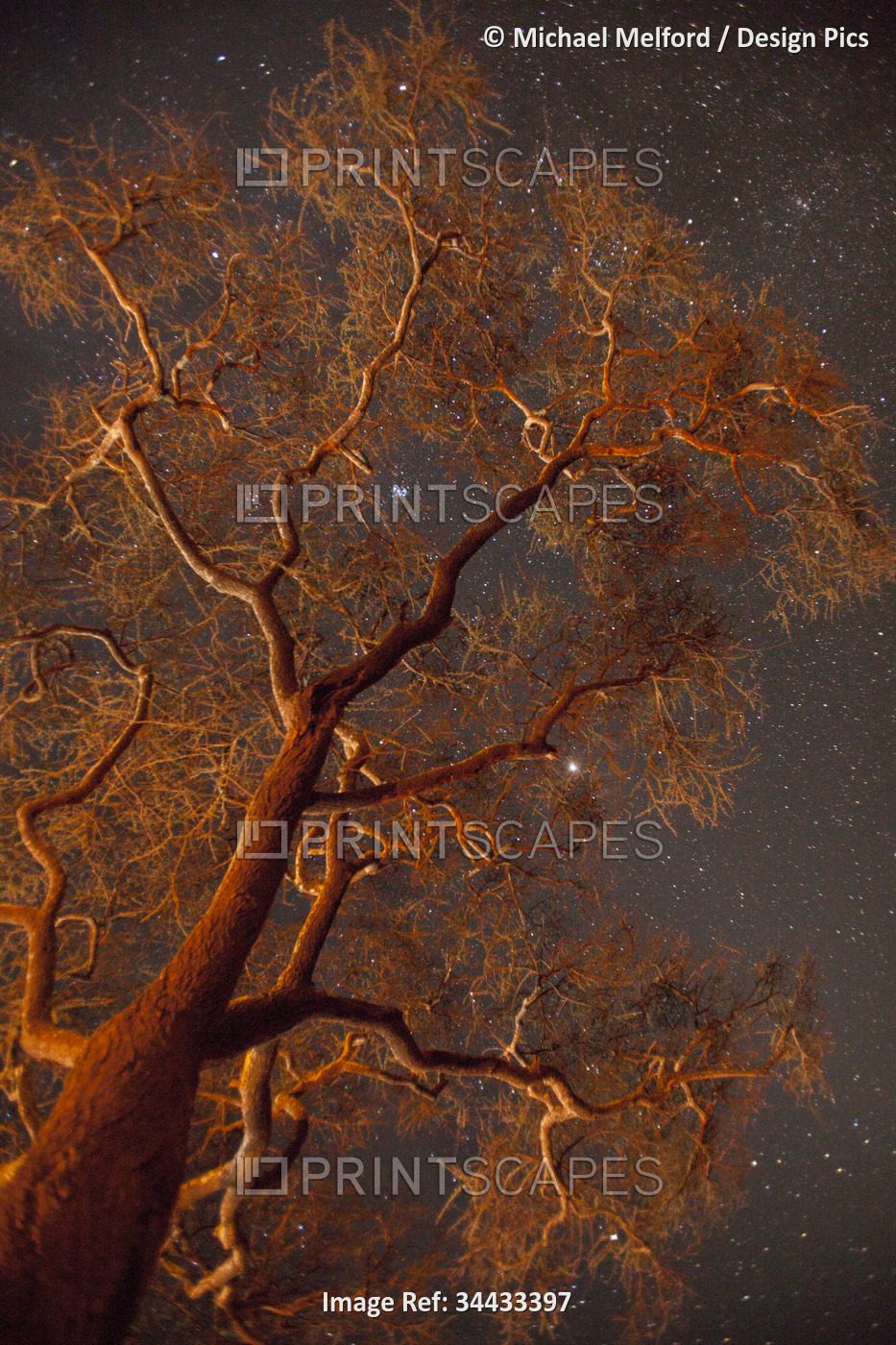 Stars shine above an acacia tree illuminated by campfire light in Serengeti ...