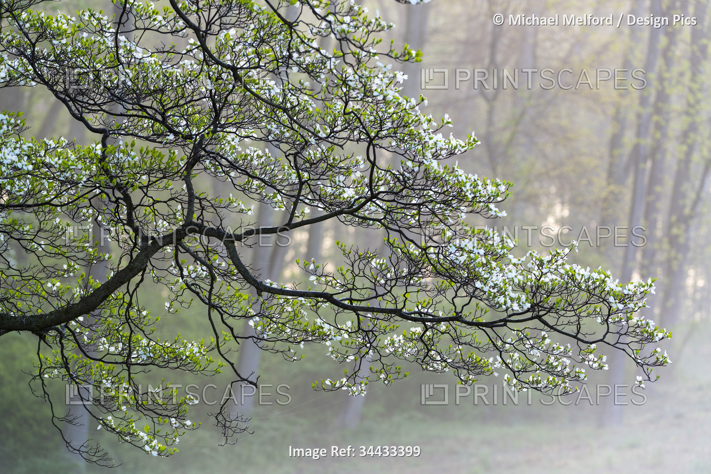 Flowering Dogwood tree (Cornus) illuminated by sunlight in Brandywine Valley; ...