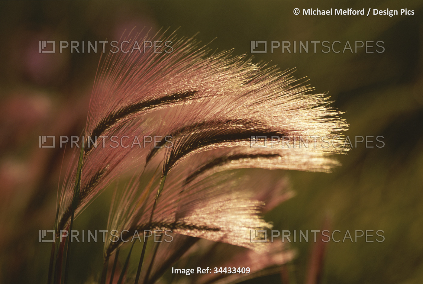 Foxtail grass in sunlight; Alaska, United States of America