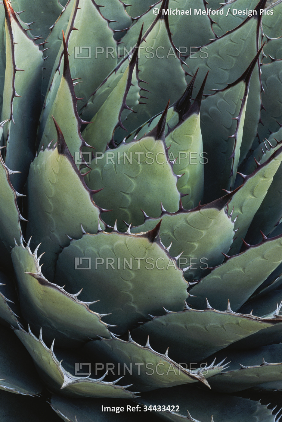 Close view of leaf detail of an Agave plant (Agave parryi huachucensis) in the ...