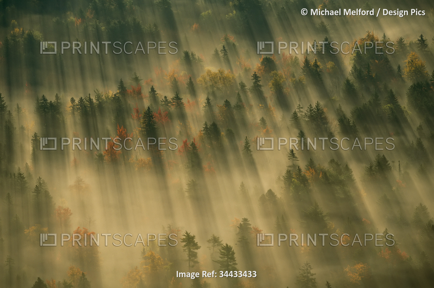 Aerial view of autumn-hued forest with morning fog in Acadia National Park, ...