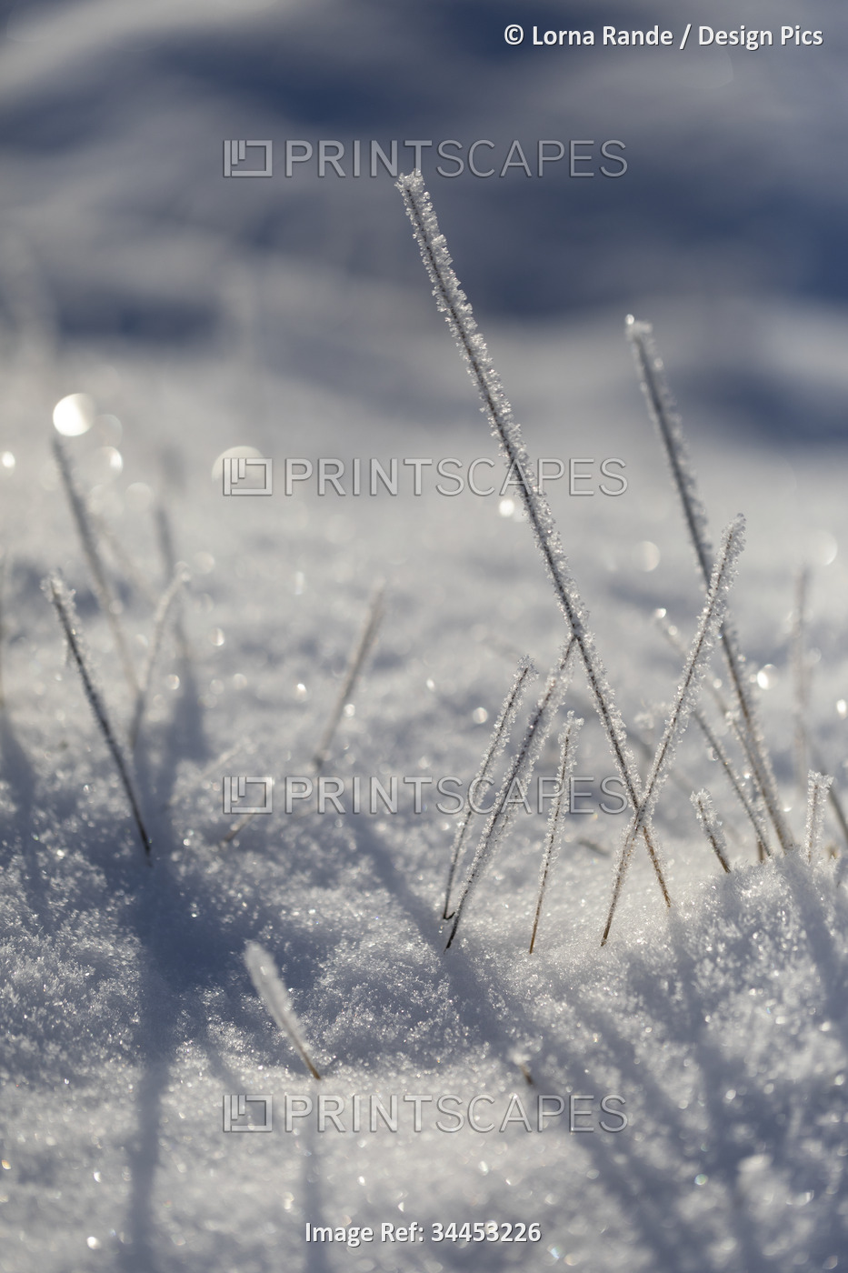 Close-up detail of frosted grasses in snow; Surrey, British Columbia, Canada