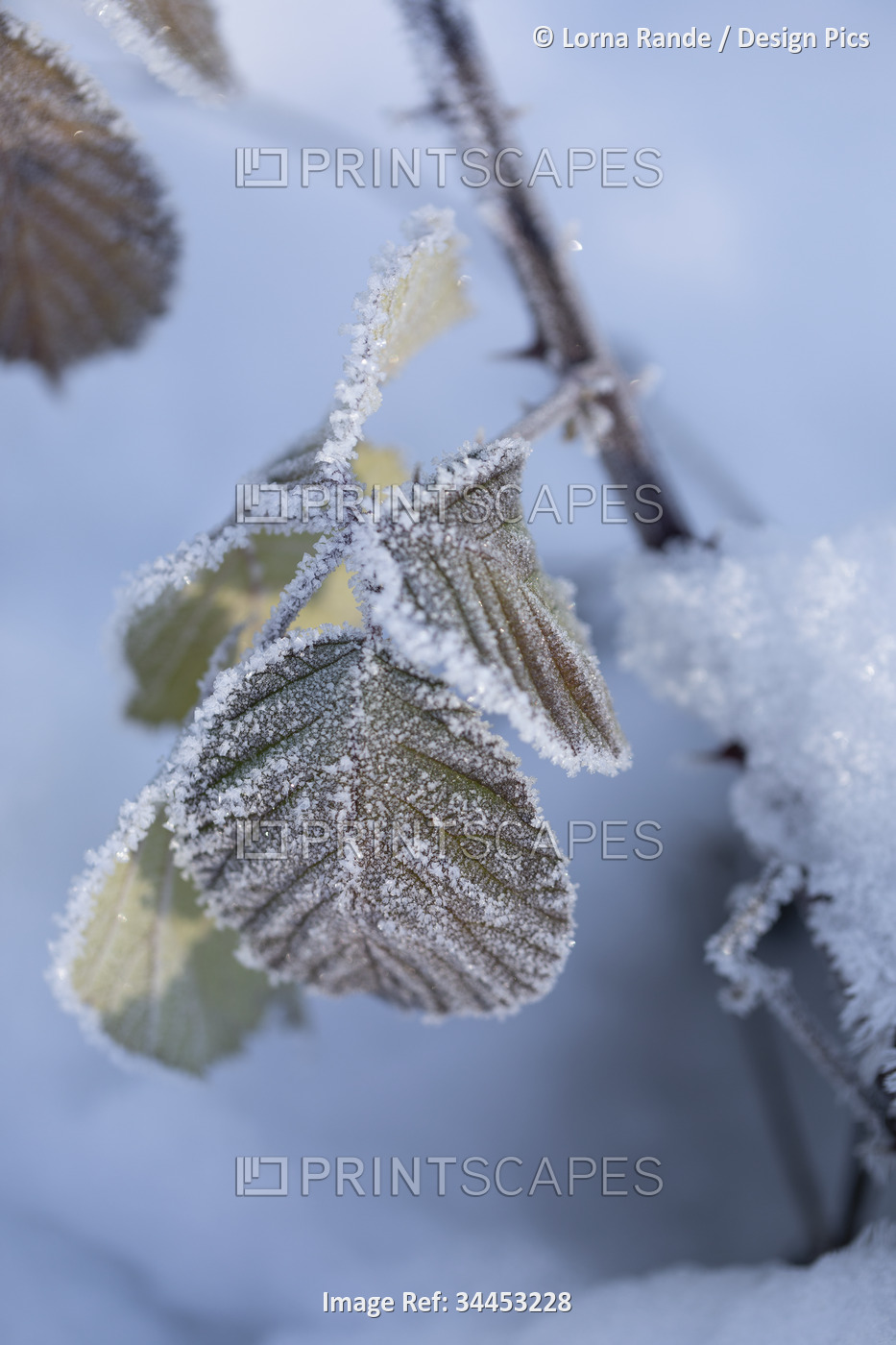 Close-up detail of frosted leaves on a branch in snow; Surrey, British ...