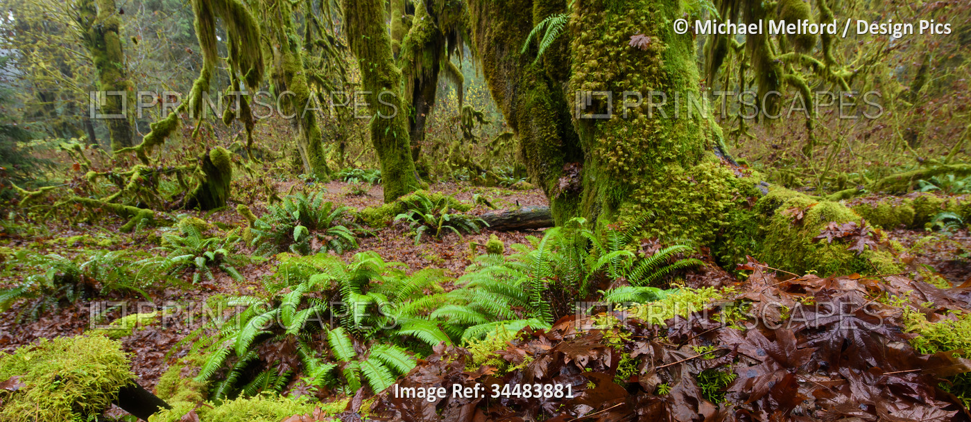 Polypodium glycyrrhiza, commonly known as licorice fern, many-footed fern, and ...