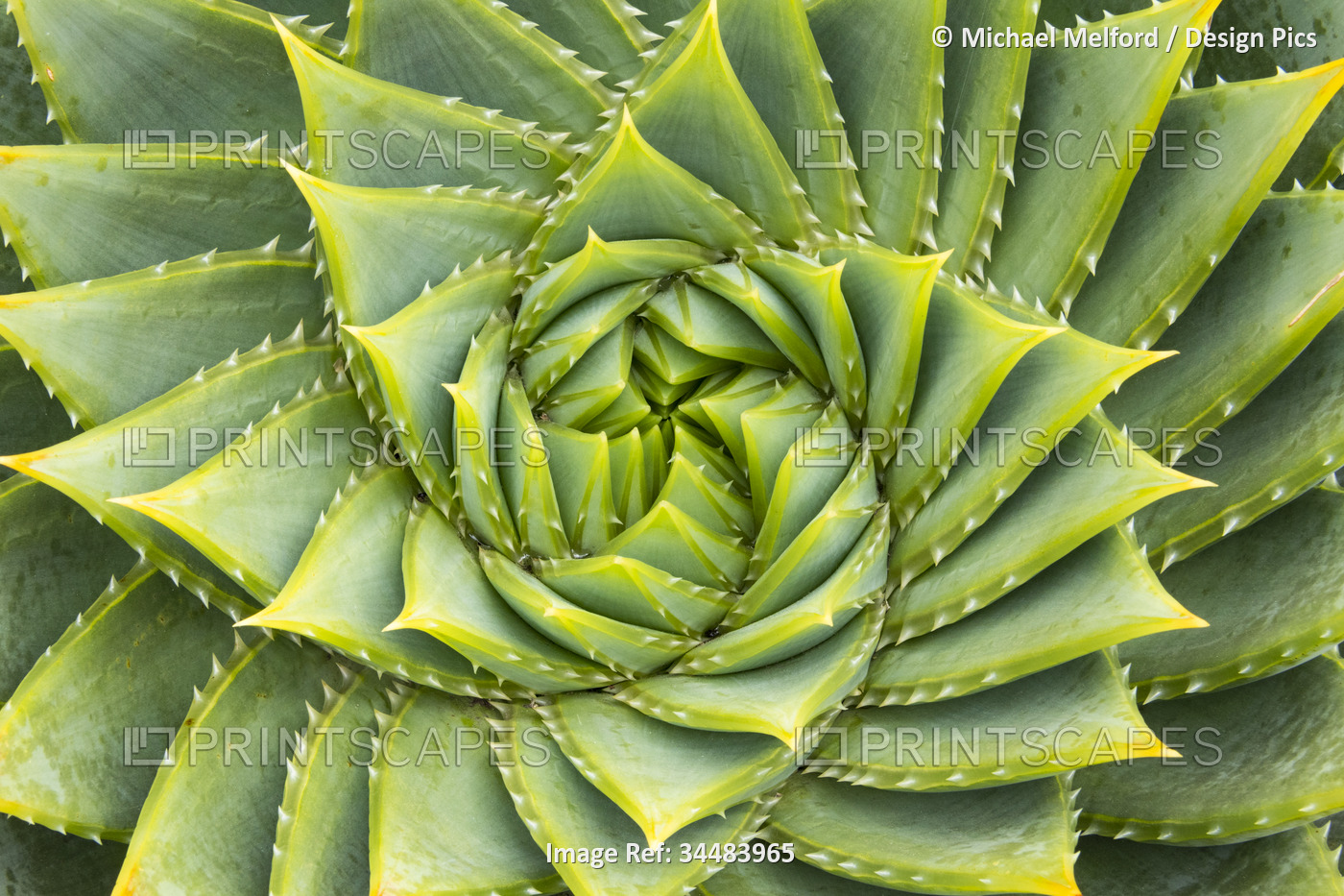 Patterns of a succulent plant, a Spiral aloe (Aloe polyphylla); Kangaroo ...