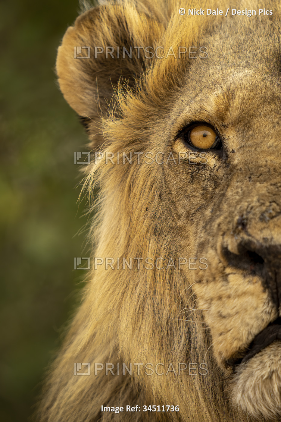 Close-up detail of half a male lion head, (Panthera leo) portrait, in Chobe ...