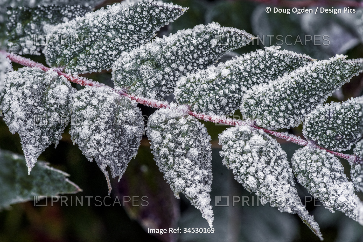 Wintertime ice crystals formed on the leaves of an Oregon Grape plant; Olympia, ...