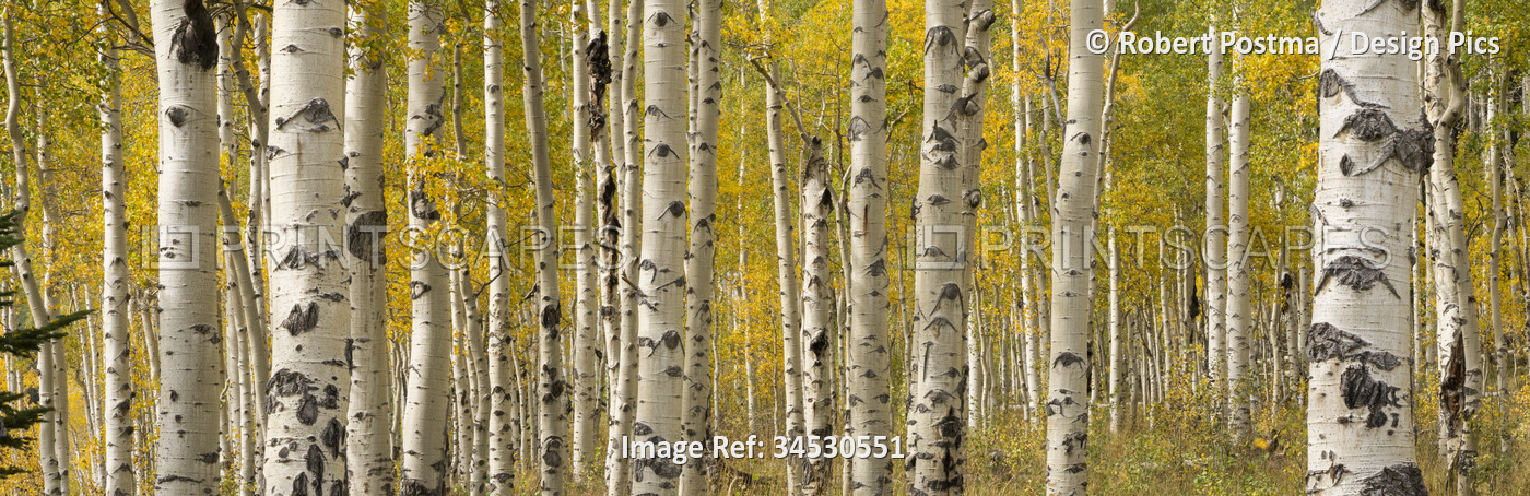 Panoramic of Aspen trees in autumn; Colorado, United States of America
