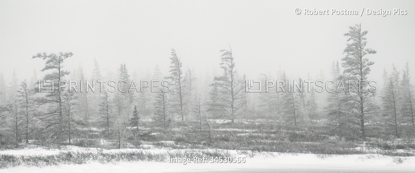 Boreal forest in a blizzard, creating a beautiful panoramic piece of fine art; ...