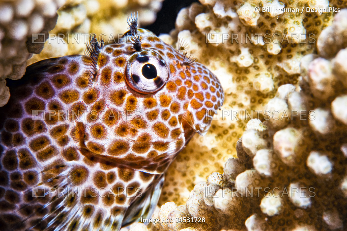 Leopard Blenny (Exallias brevis) in a coral reef of the Pacific Ocean; Hawaii, ...