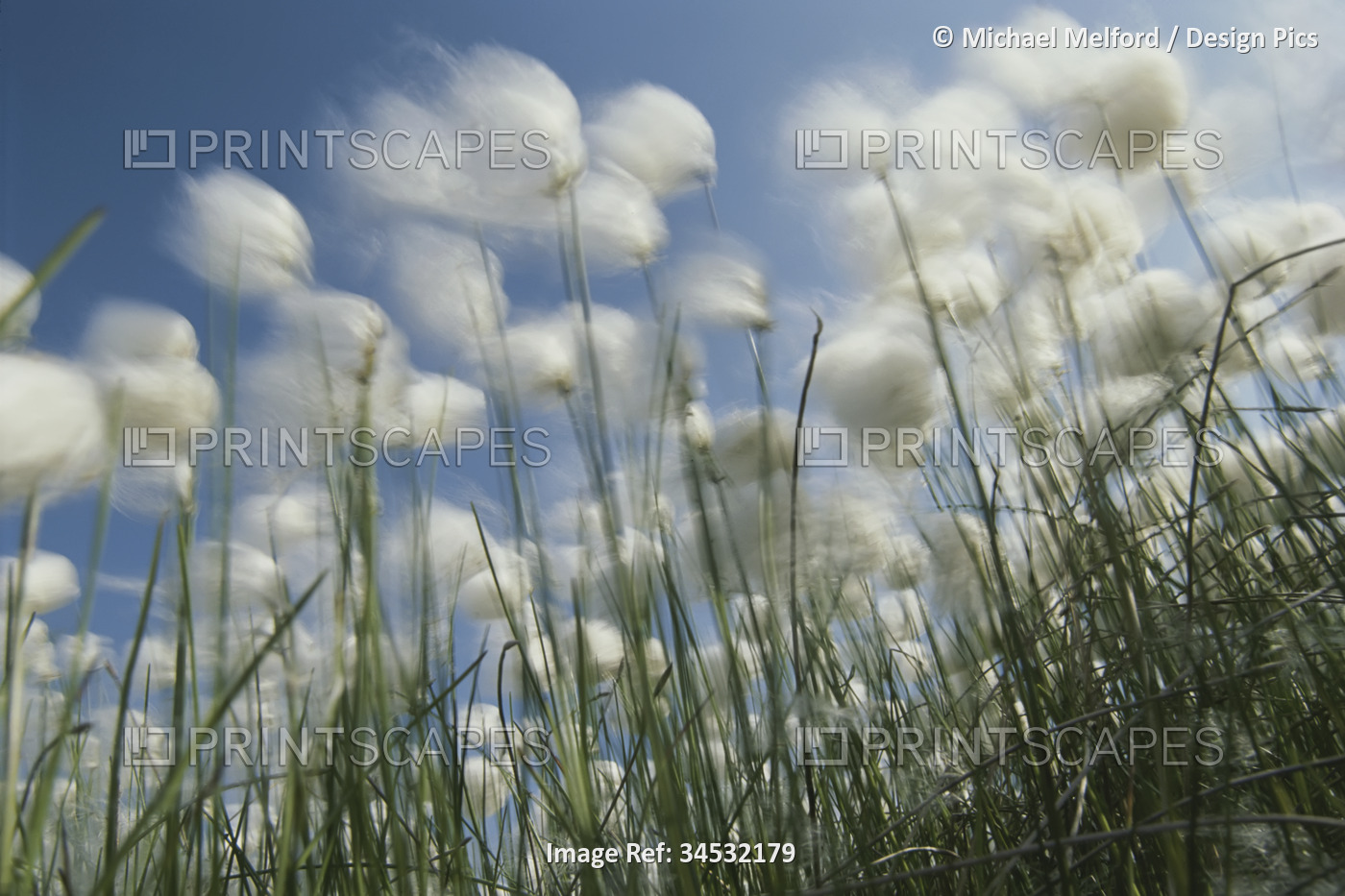 Like spots of white clouds, the aging flowers of dandelions still rooted in the ...