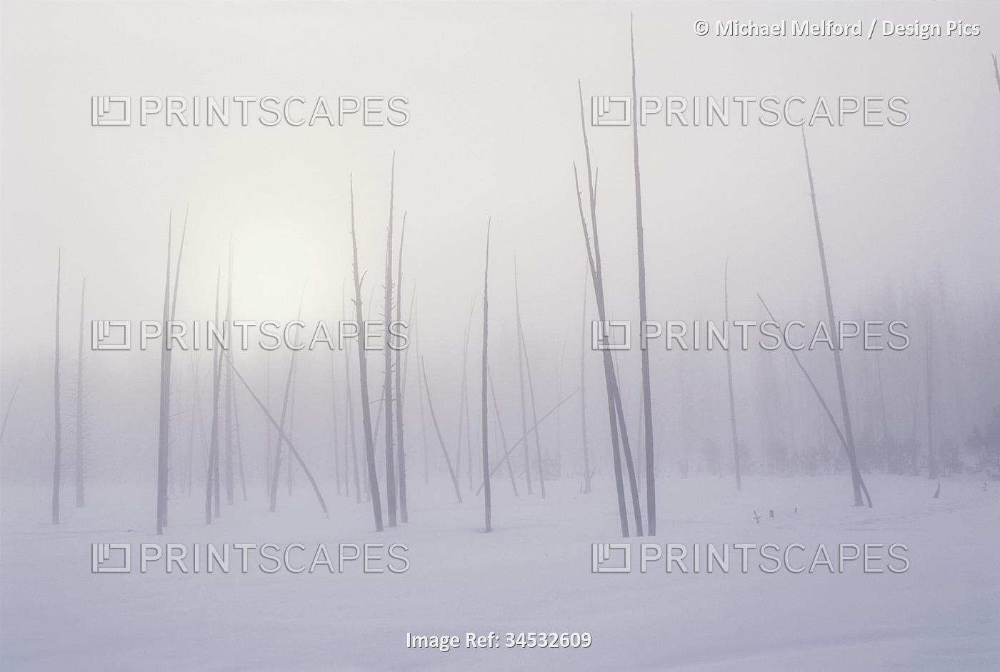 Barren trees in a winter landscape, Yellowstone National Park; United States of ...