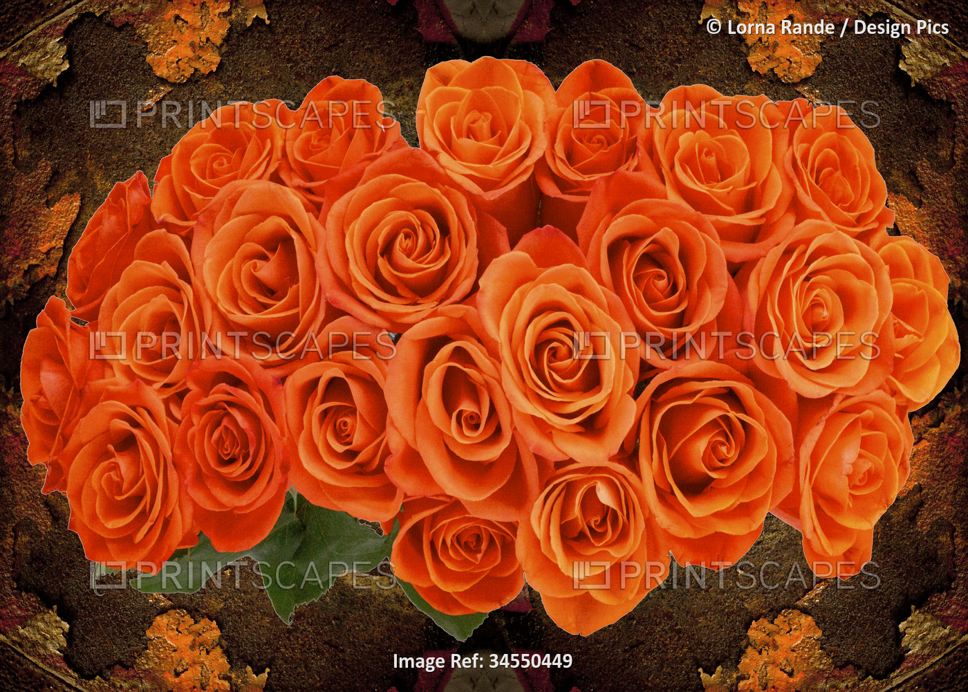 Bunch of coral roses on a textured, photographic background; Studio Shot