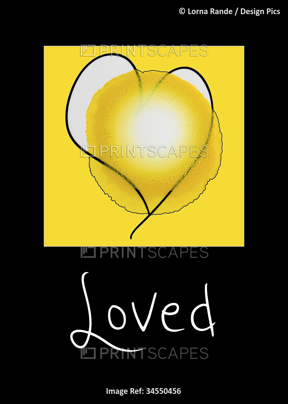 Ink Art by Lorna Rande; line drawing of a heart on a yellow abstract shape ...