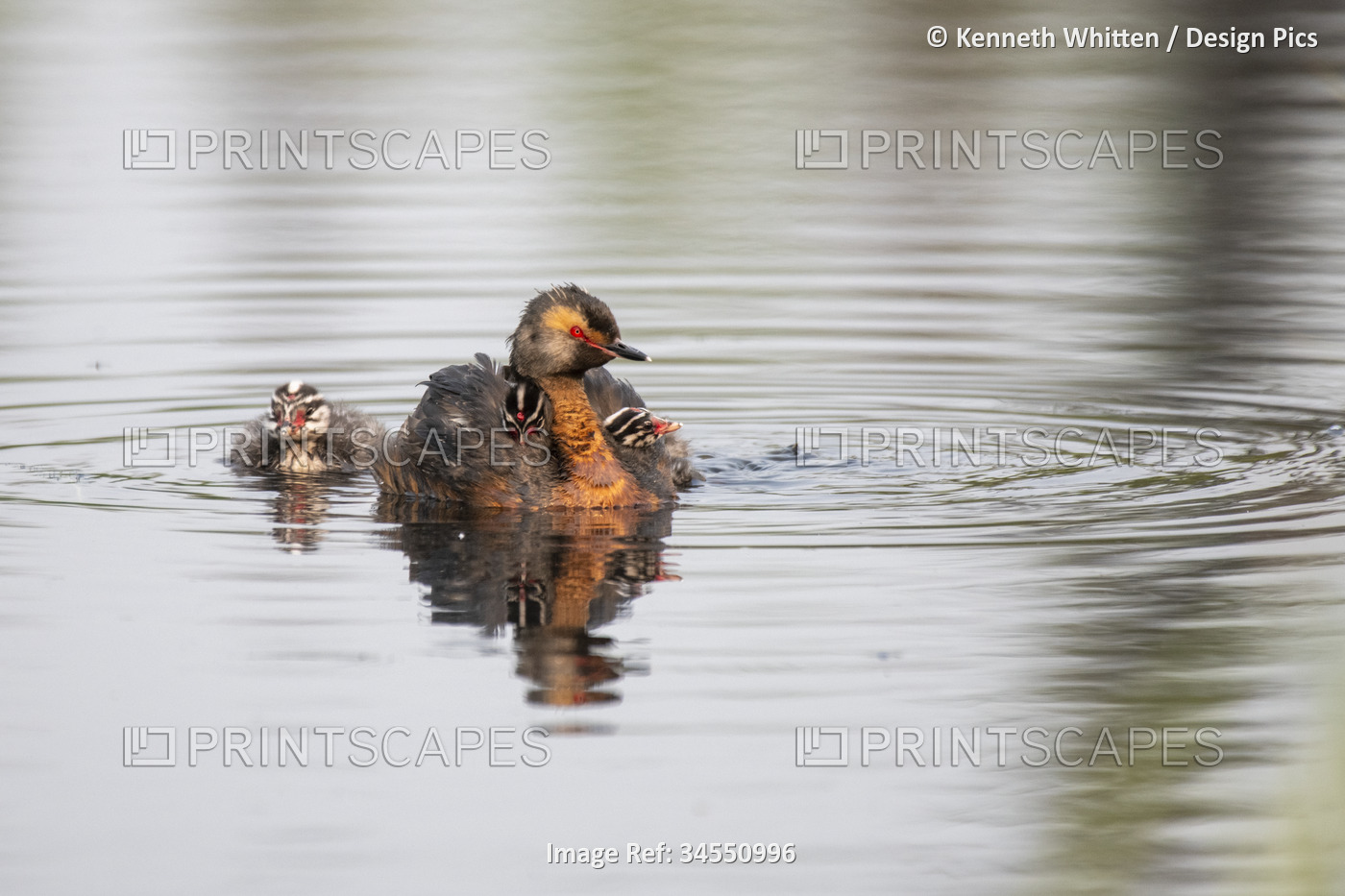 Horned Grebe (Podiceps auritus) with two chicks riding on its back and another ...