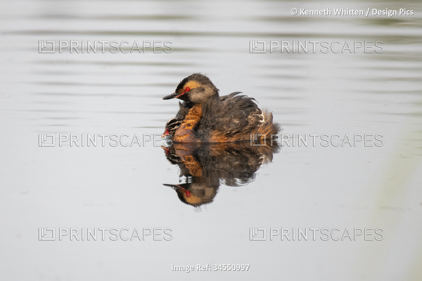 Horned Grebe (Podiceps auritus) with a chick riding on its back swims in a ...