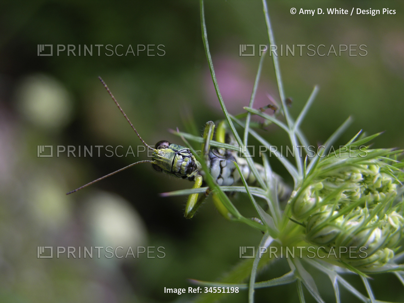 Grasshopper resting on a Queen Anne's lace flower (Daucus carota)