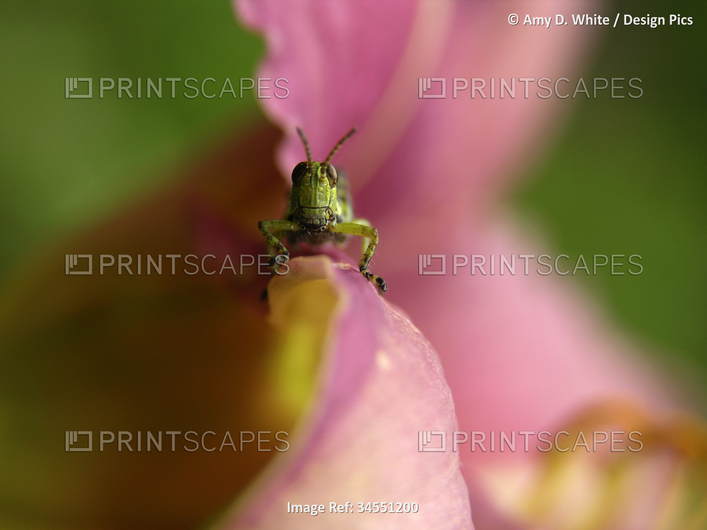 Grasshopper on a Day lily blossom