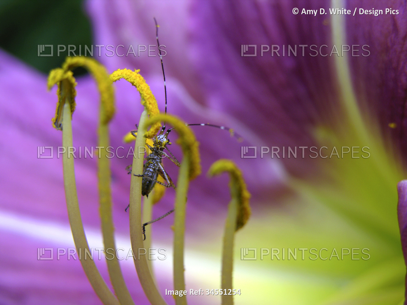 Cricket climbs up a lily flower stamen; North Carolina, United States of America