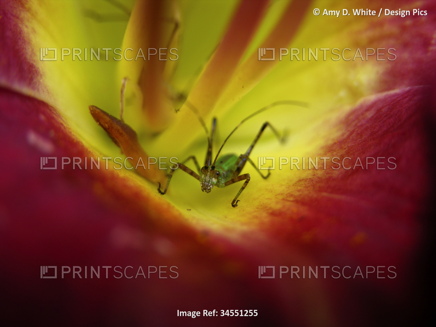 Cricket inside a day lily flower; North Carolina, United States of America