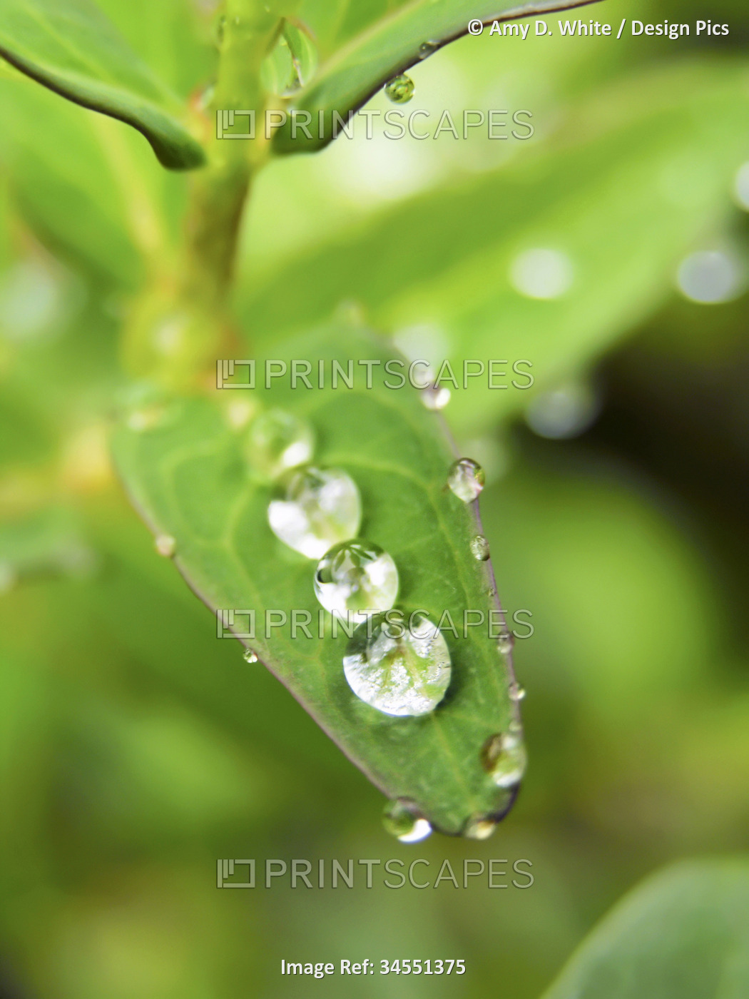 Round, jewel-like raindrops rest on a leaf of a St. John's Wort plant ...