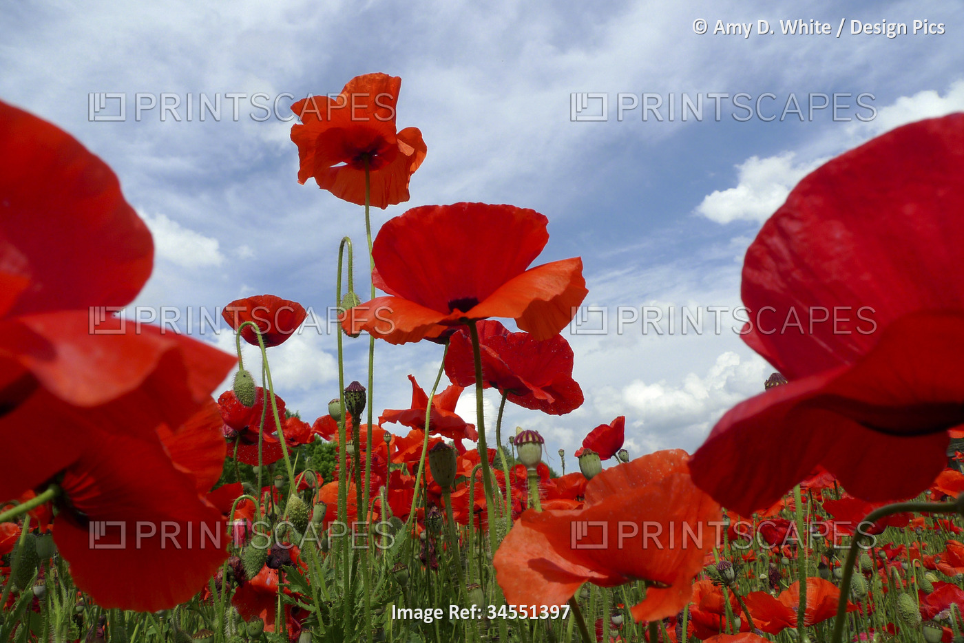 Vibrant red poppies in a field