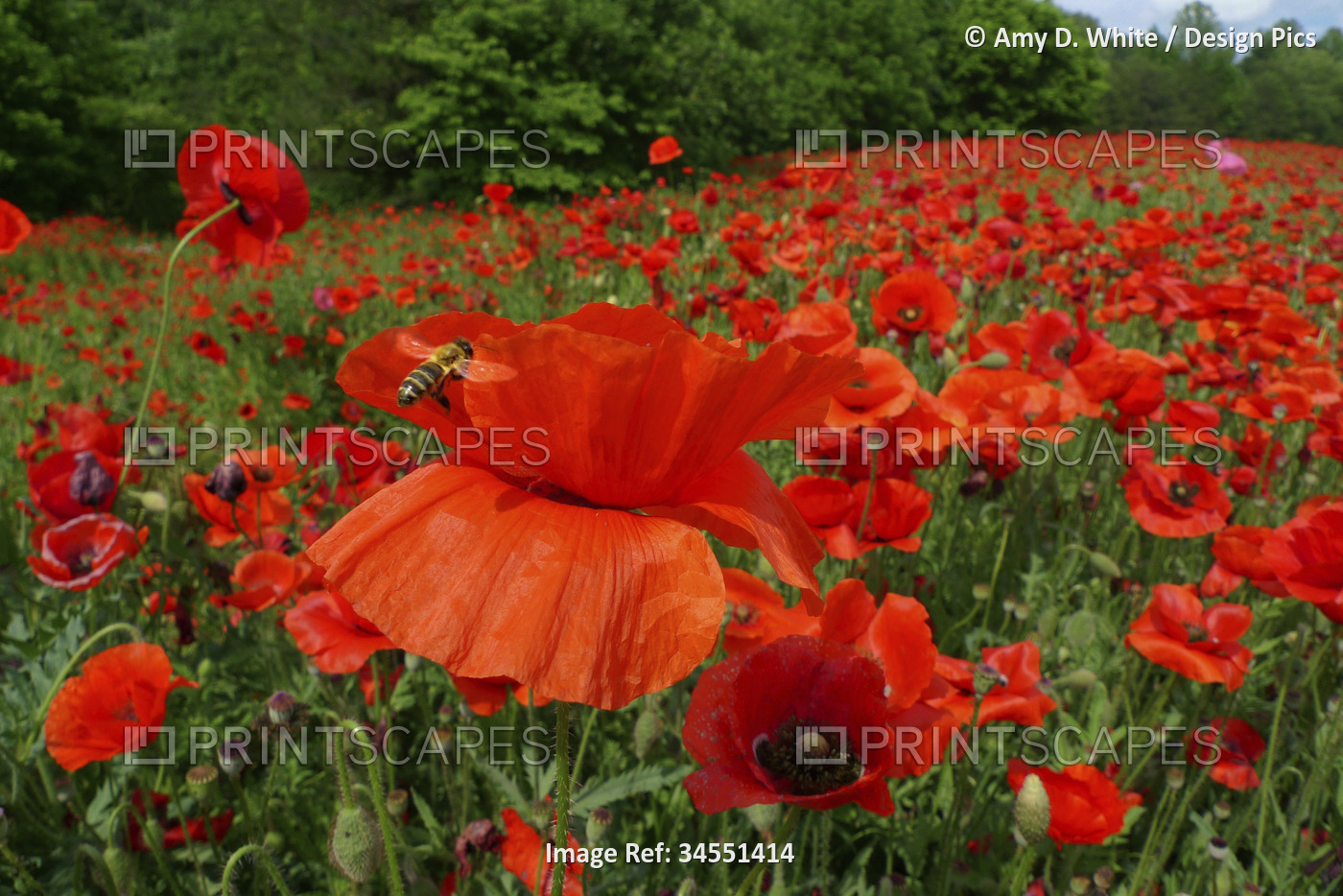 Bee lands on a vibrant red poppy in a field