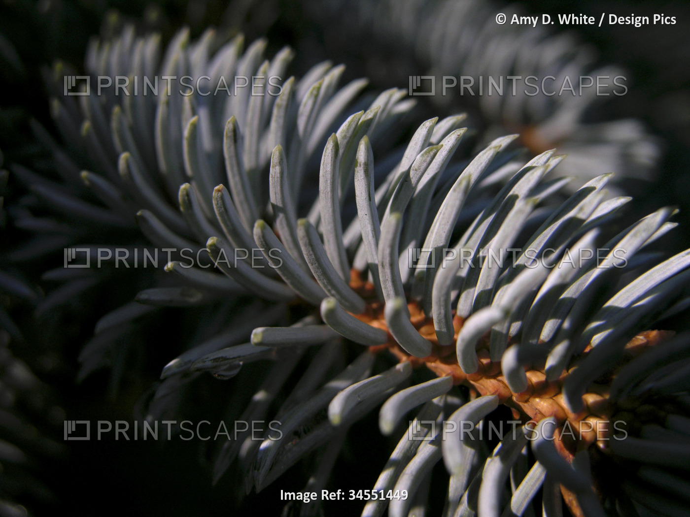 Close view of the needles of a Blue Spruce tree (Picea pungens); North ...