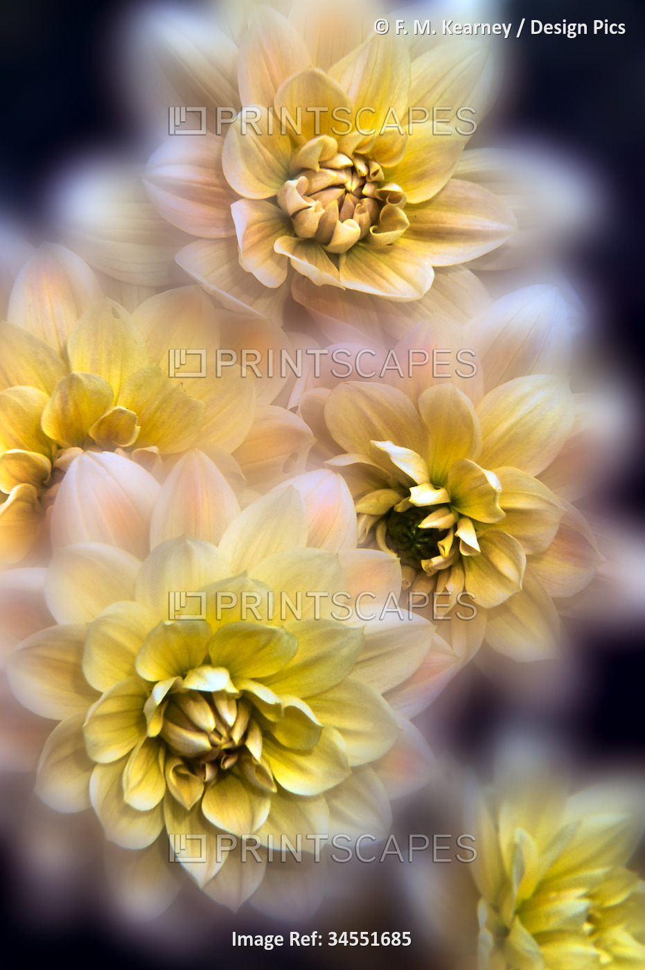 Yellow Dahlias (Asteraceae) in bloom with selective focus on the individual ...
