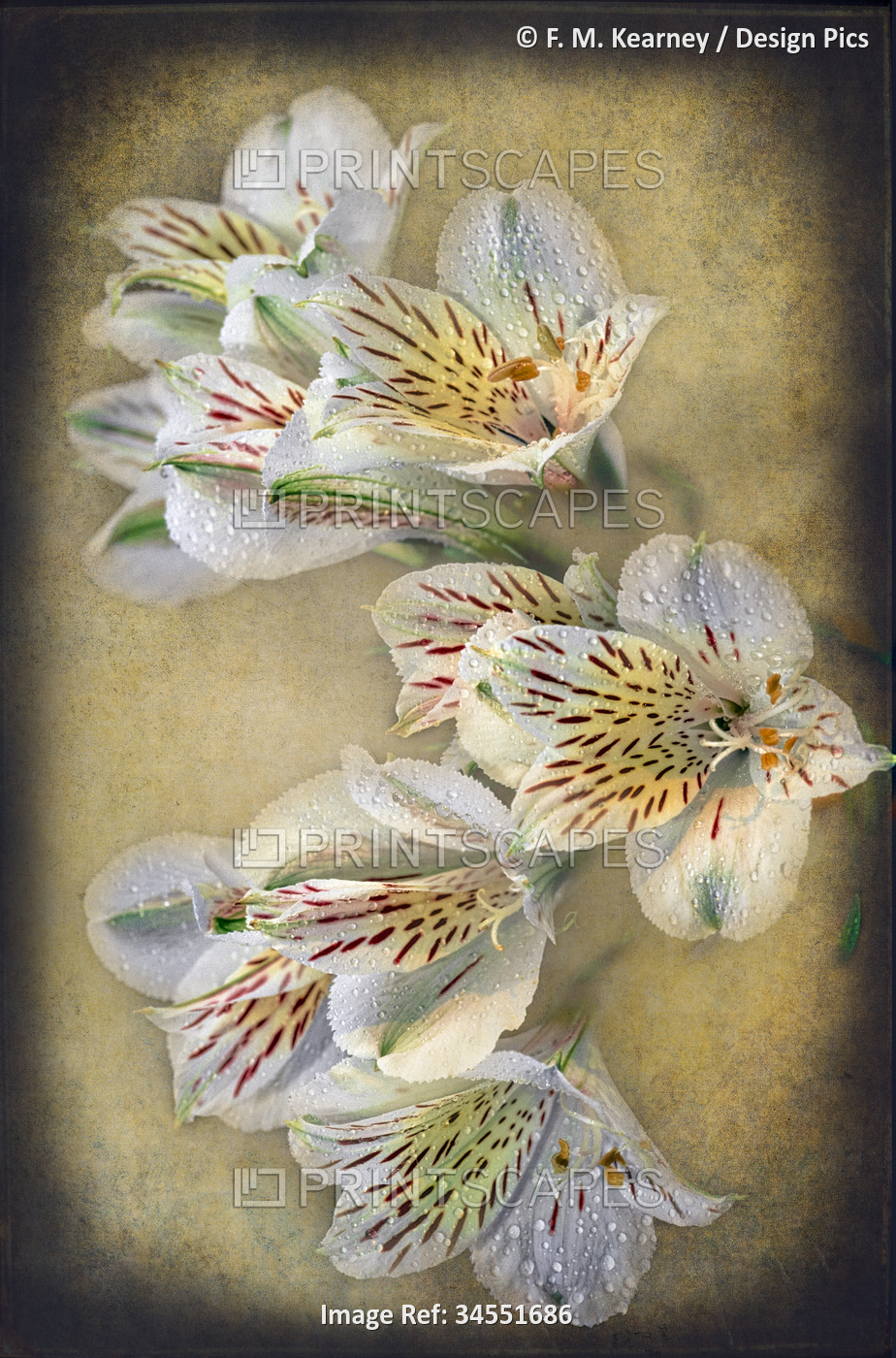 Peruvian lilies (Alstromeria) 'Casablanca'; Bronx, New York, United States of ...