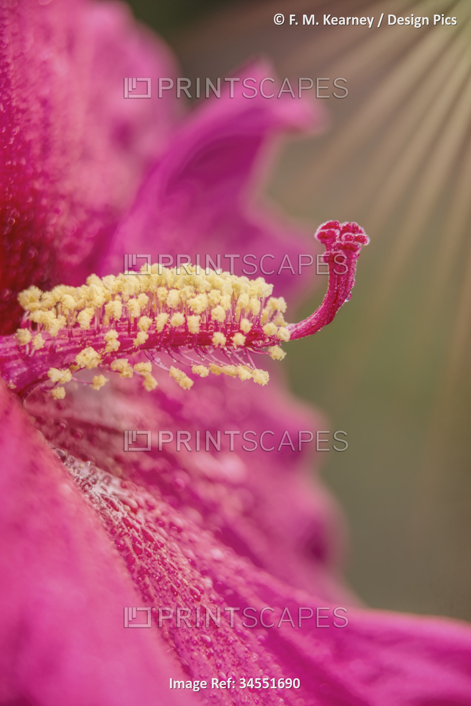 Macro view of the anatomy of a pink blossom, Rose Mallow Hibiscus 'Sweet ...