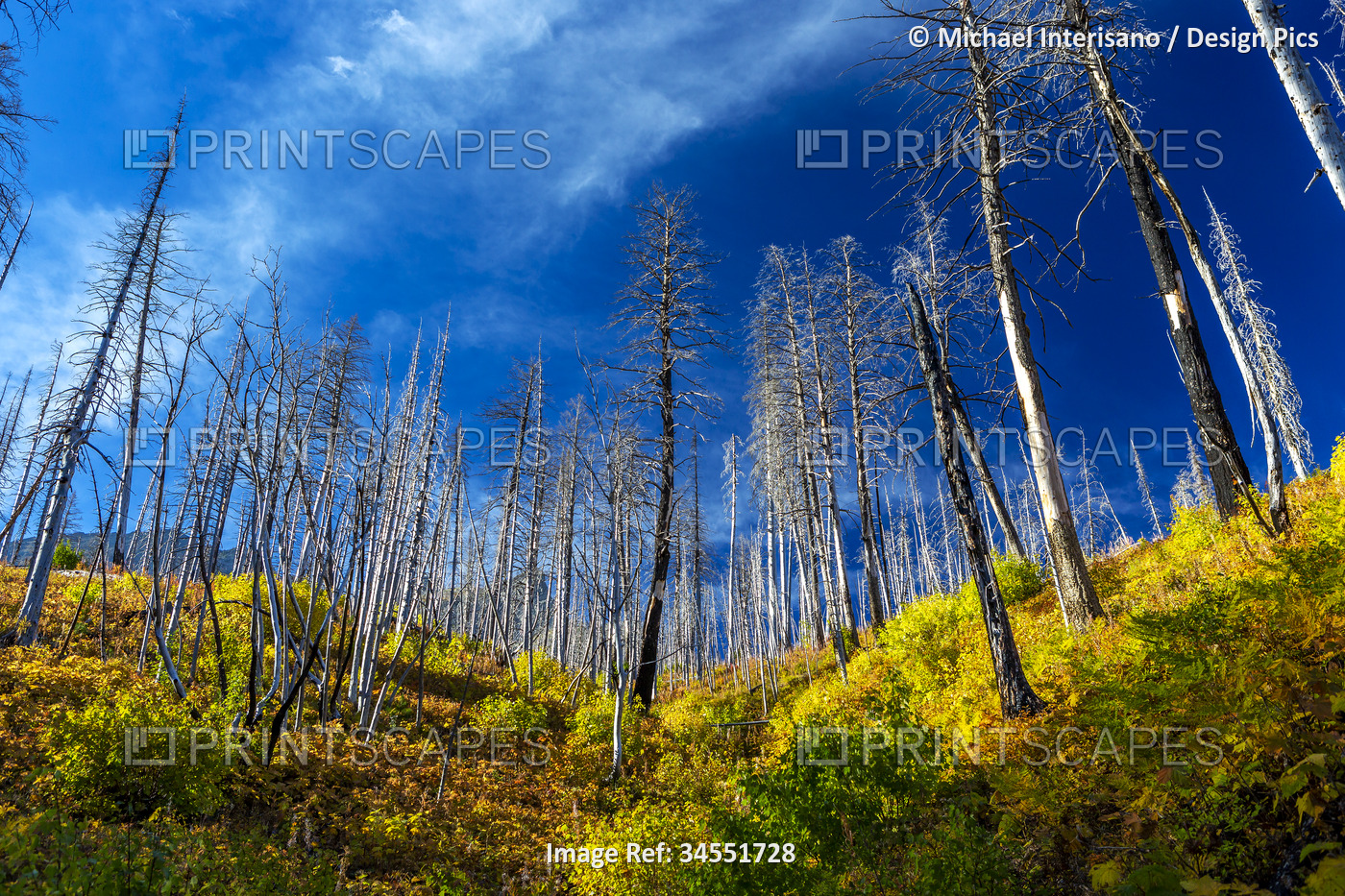 Hillside of a burned forest with colourful fall undergrowth with clouds and ...