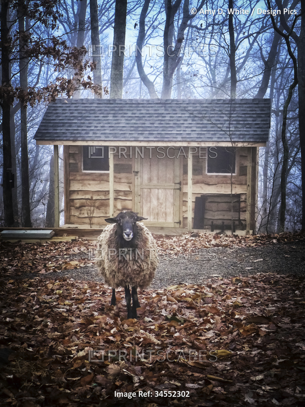 Lone sheep (Ovis aries) stands on fallen leaves on a dark misty autumn day; ...