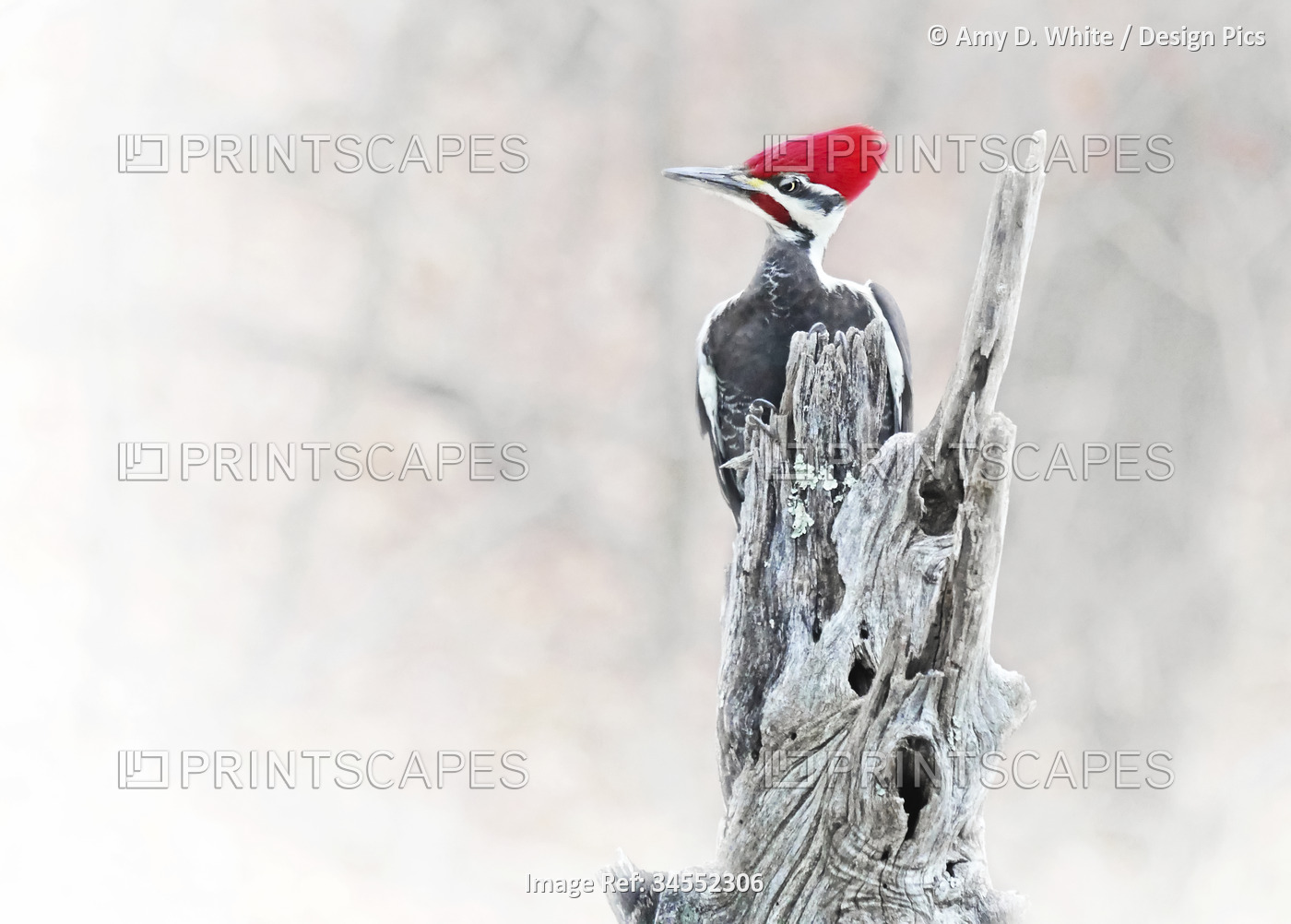 A rather annoyed looking male Pileated woodpecker (Dryocopus pileatus) clings ...