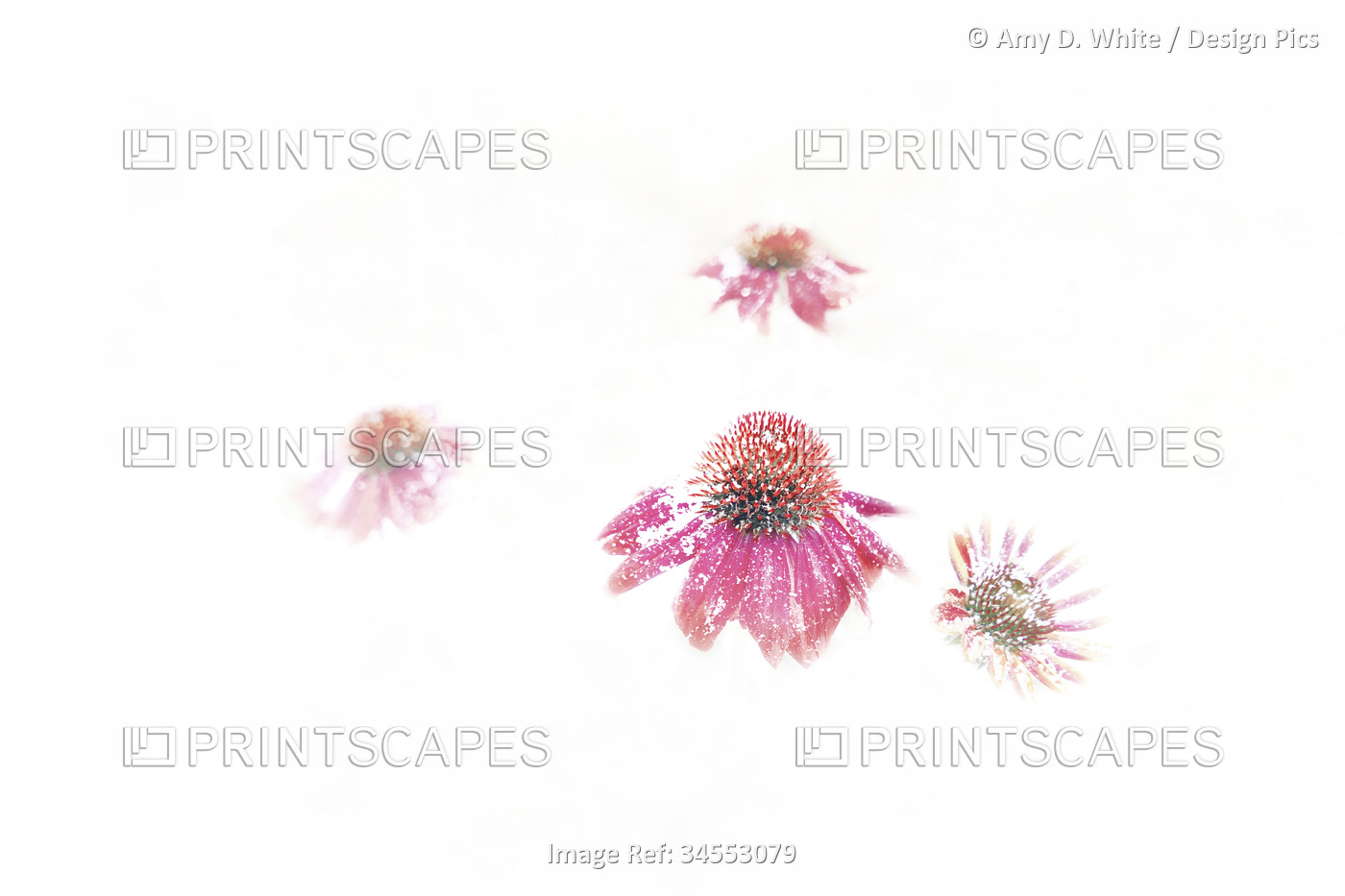 Snow-dusted Echinacea blossoms emerge from a bright white background; ...