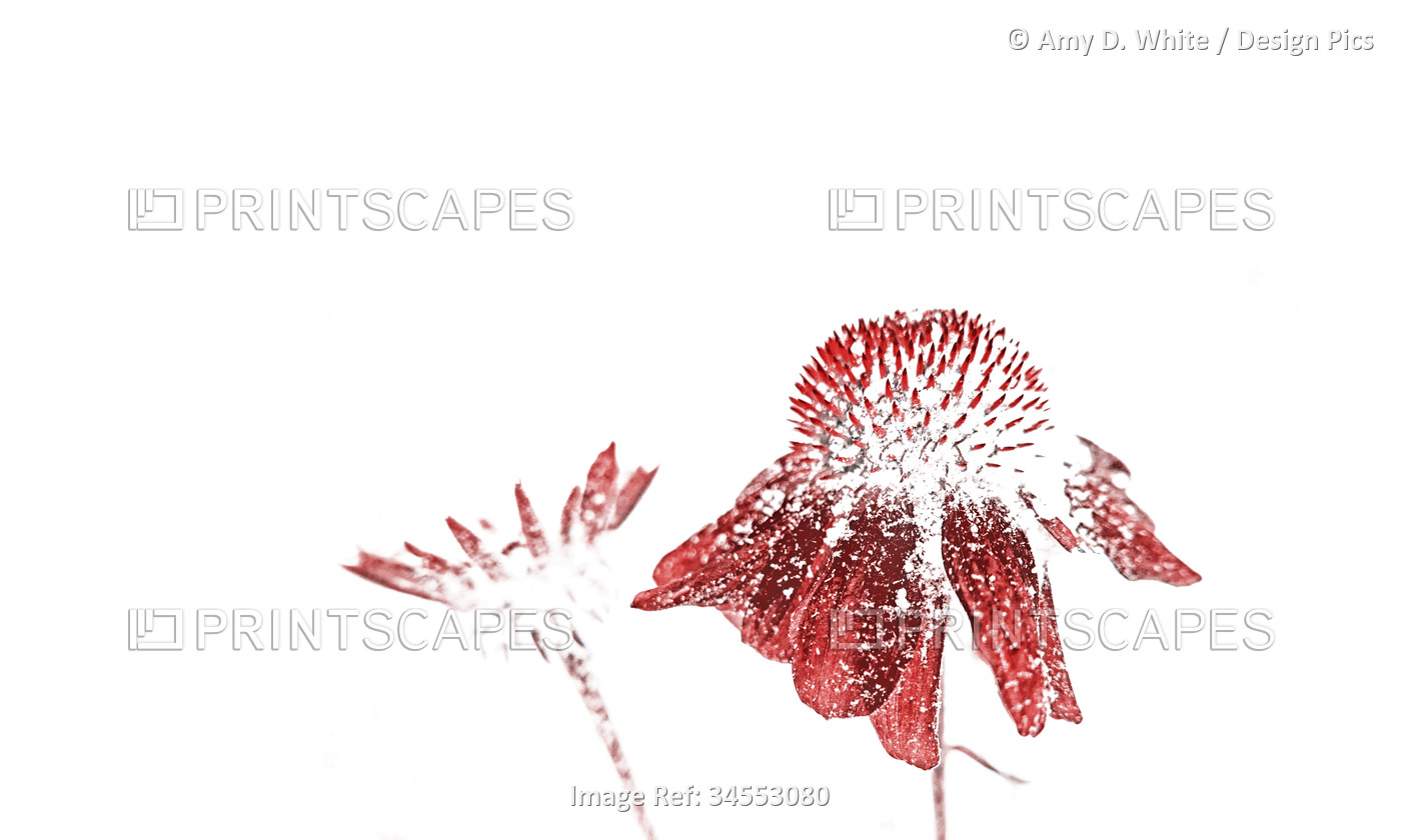 Red, snow-covered Echinacea blossoms emerge from a bright white background; ...