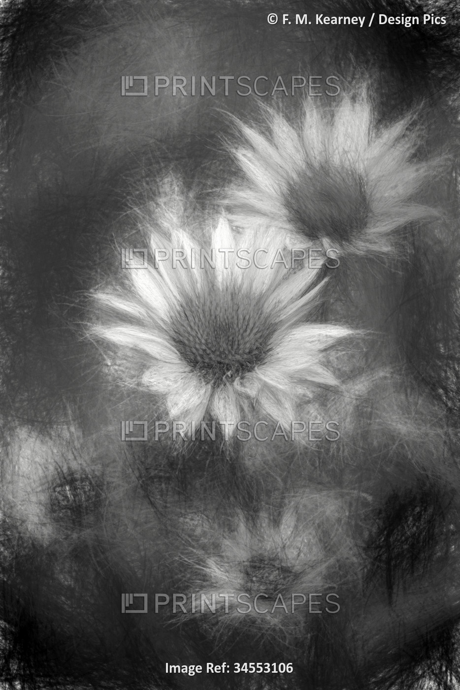 Black and white image of Purple coneflowers 'Fatal Attraction' (Echinacea ...