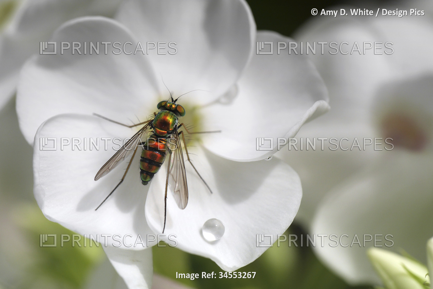 Iridescent fly rests on a white phlox blossom next to a drop of water; ...