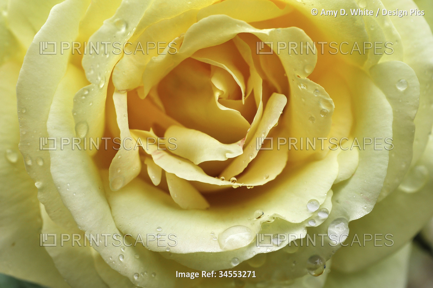 Raindrops rest on the petals of a yellow rose; Weaverville, North Carolina, ...